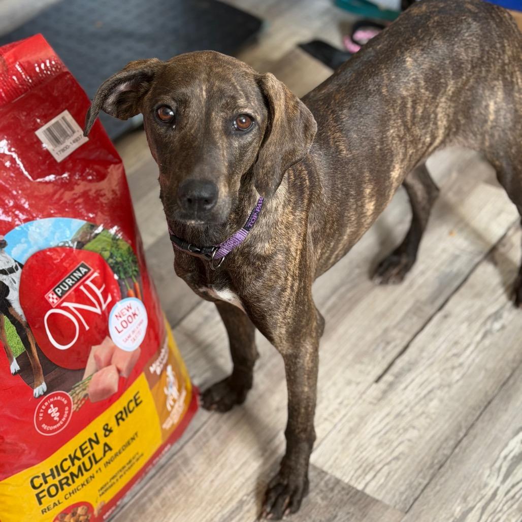 Enlarge Mira, a Adoptable mixed breed in New Orleans, LA image 5/5