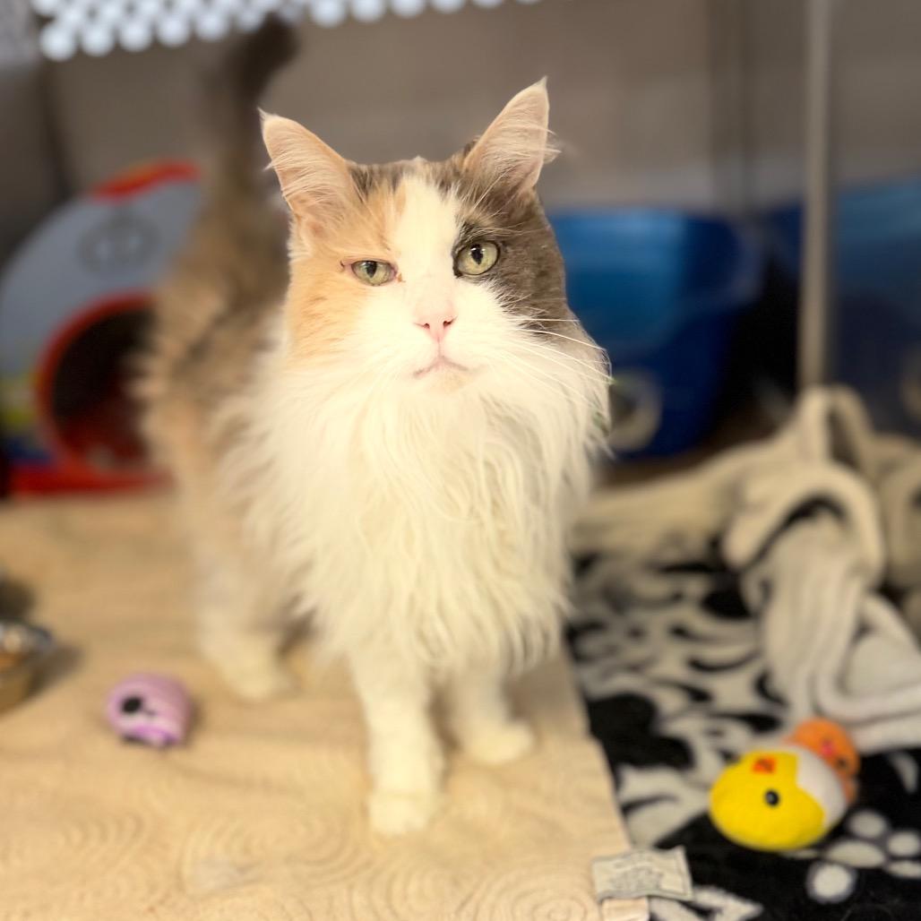 Faline, Adoptable, Senior Female Domestic Long Hair.