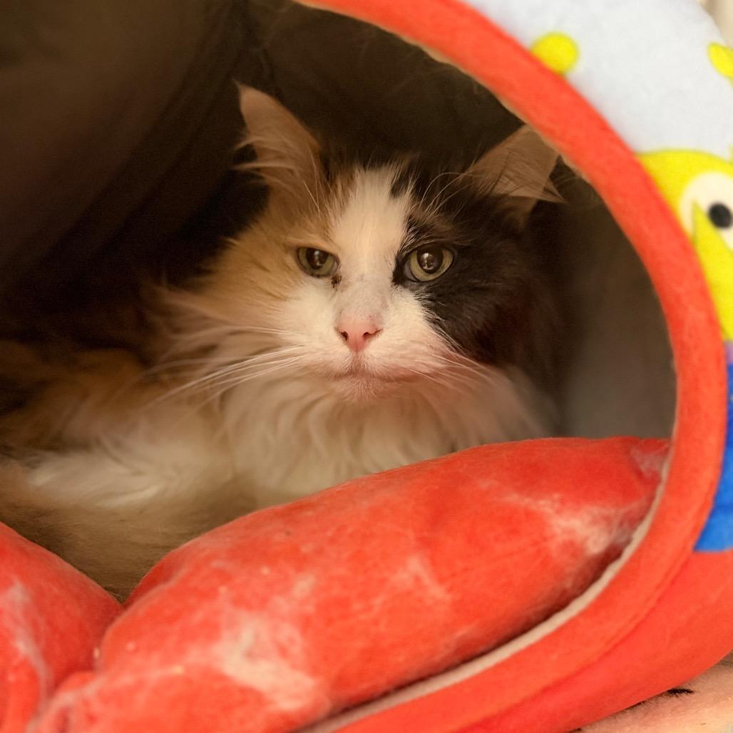 Enlarge Faline, a Adoptable Domestic Long Hair in Portage, MI image 2/2