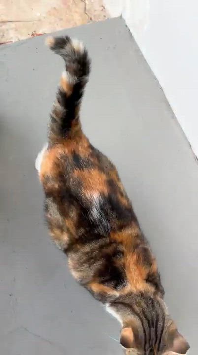 Enlarge MAGGIE, a Adoptable mixed breed in Washington, DC video 6/6