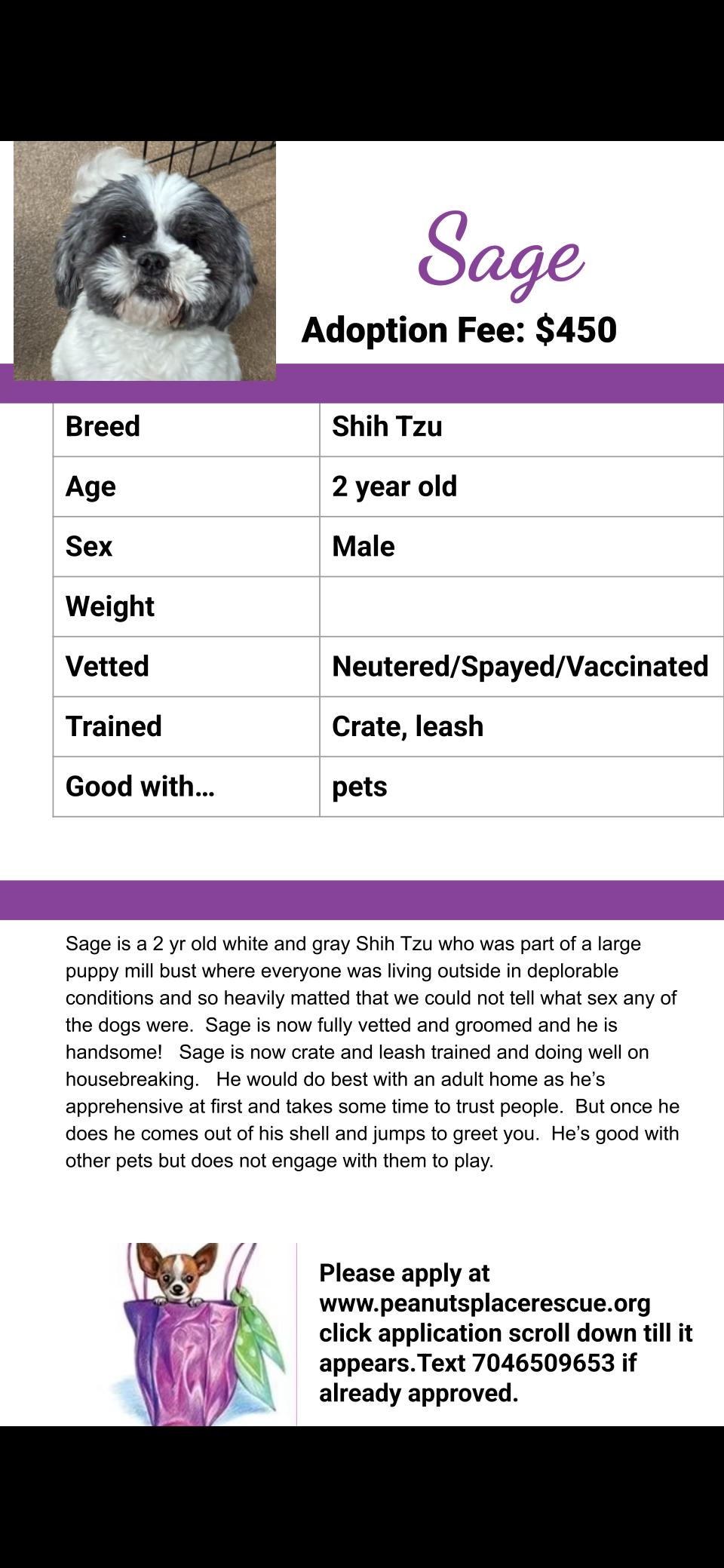 Sage (1 of the 19 rescued), an adopted Shih Tzu in Matthews, NC image 3/3