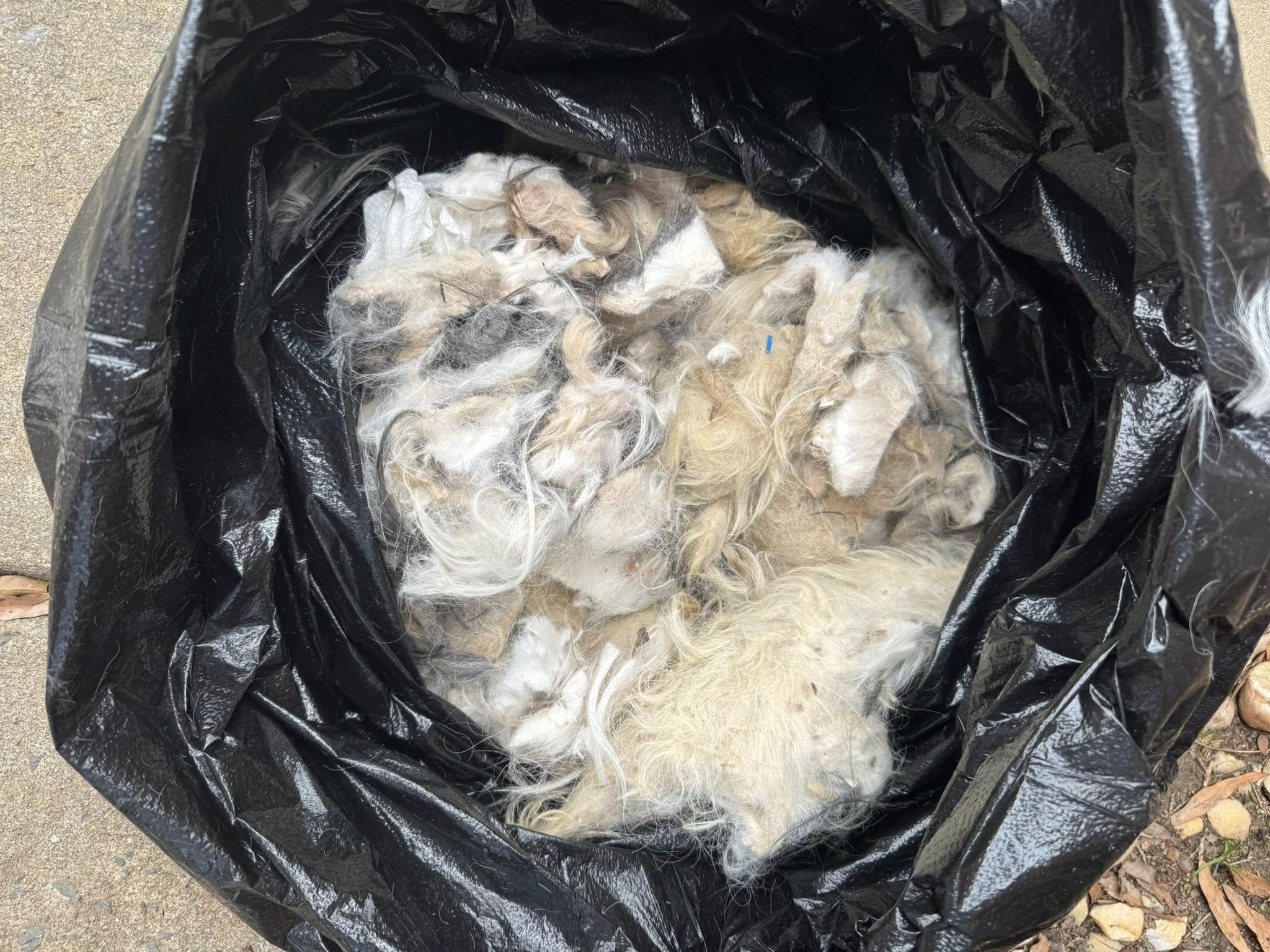 Sage (1 of the 19 rescued), an adopted Shih Tzu in Matthews, NC image 2/3