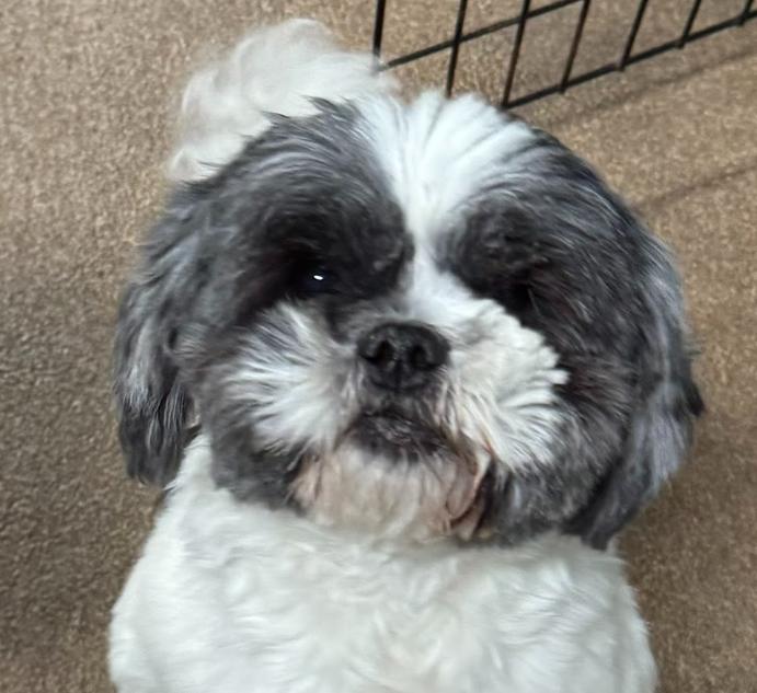 Sage (1 of the 19 rescued), adopted, Adult Male Shih Tzu.