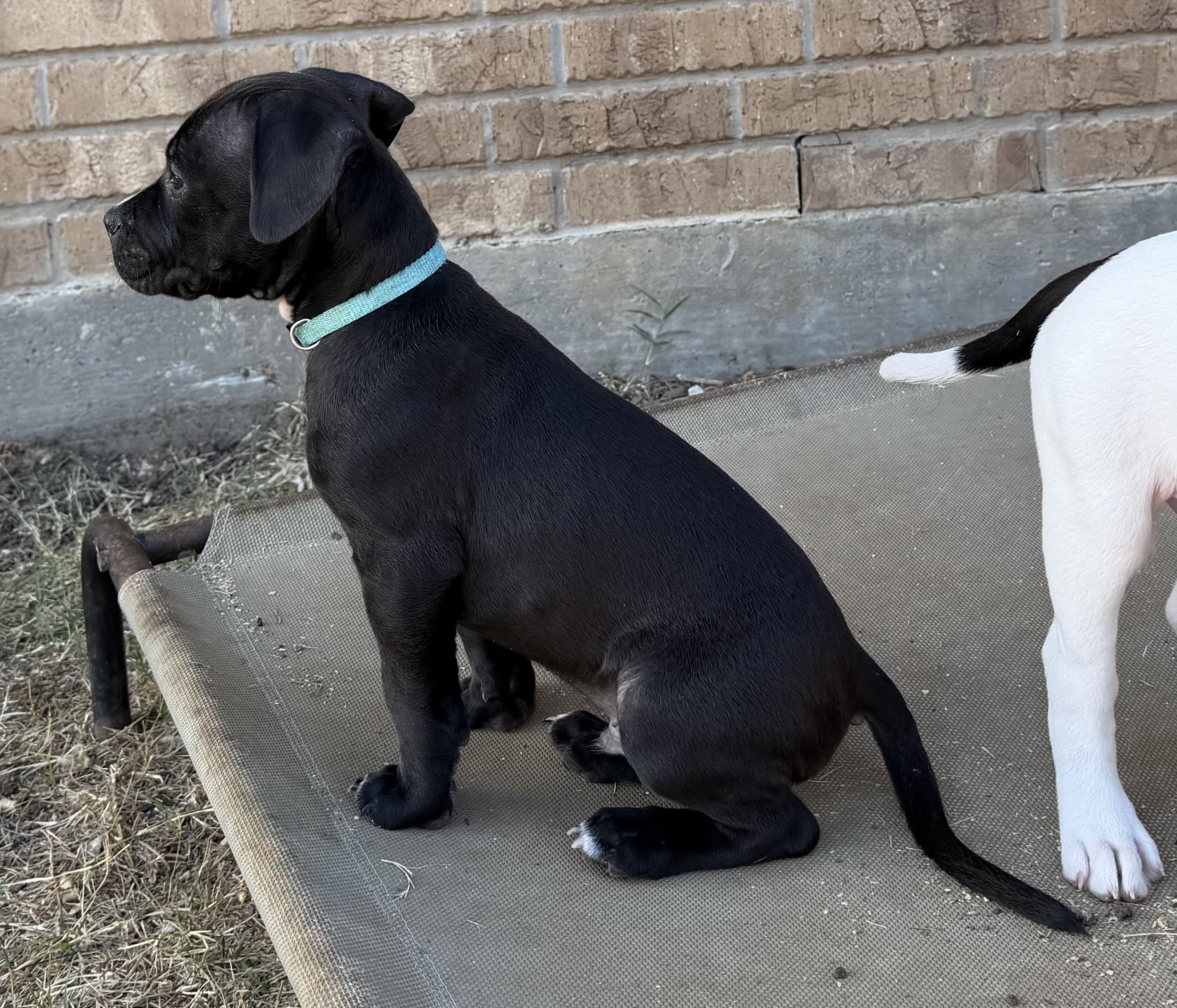 Enlarge Tenor, a Adoptable mixed breed in Plano, TX image 3/3