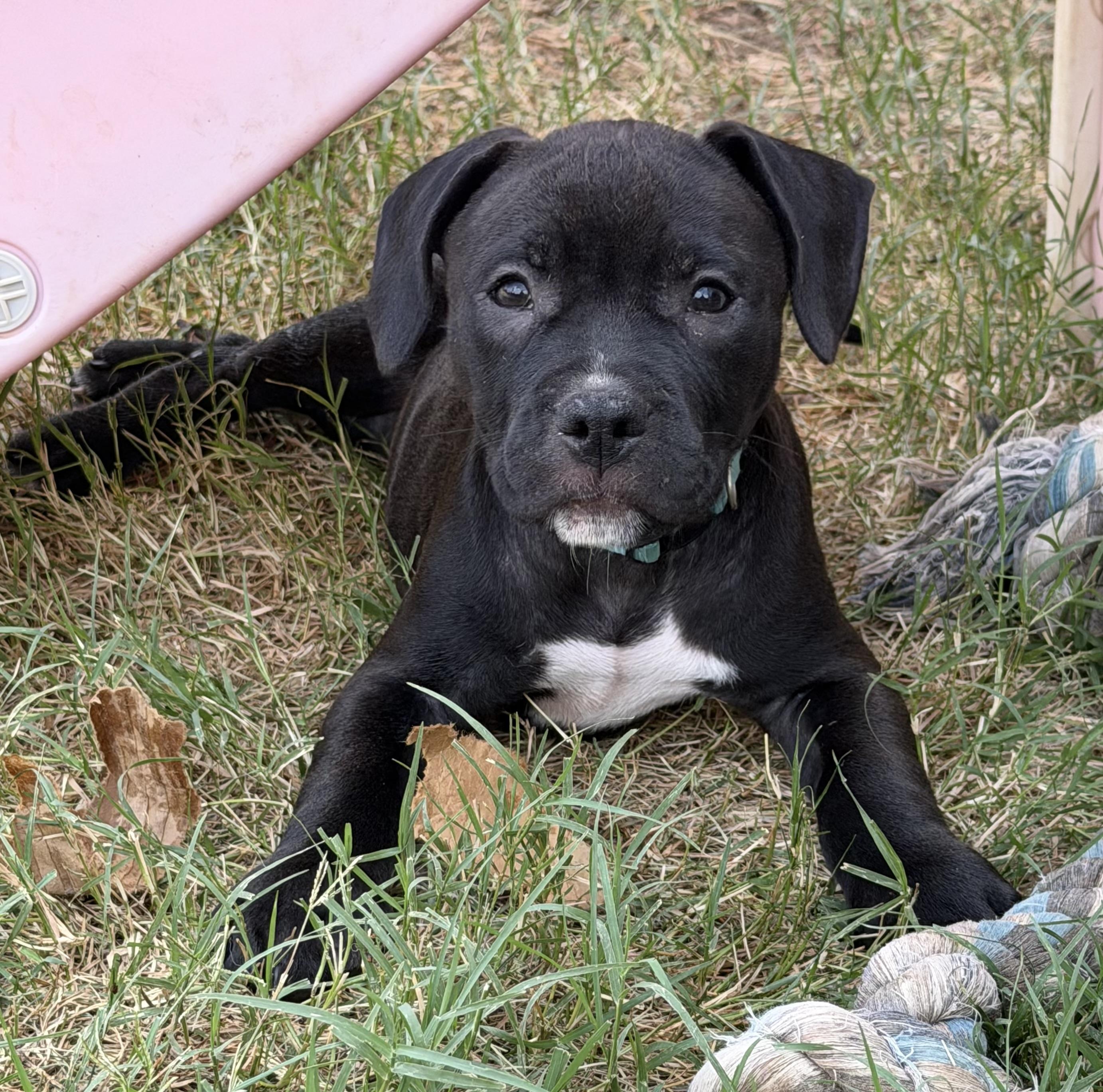 Tenor, Adoptable, Puppy Male Pit Bull Terrier & American Bulldog.