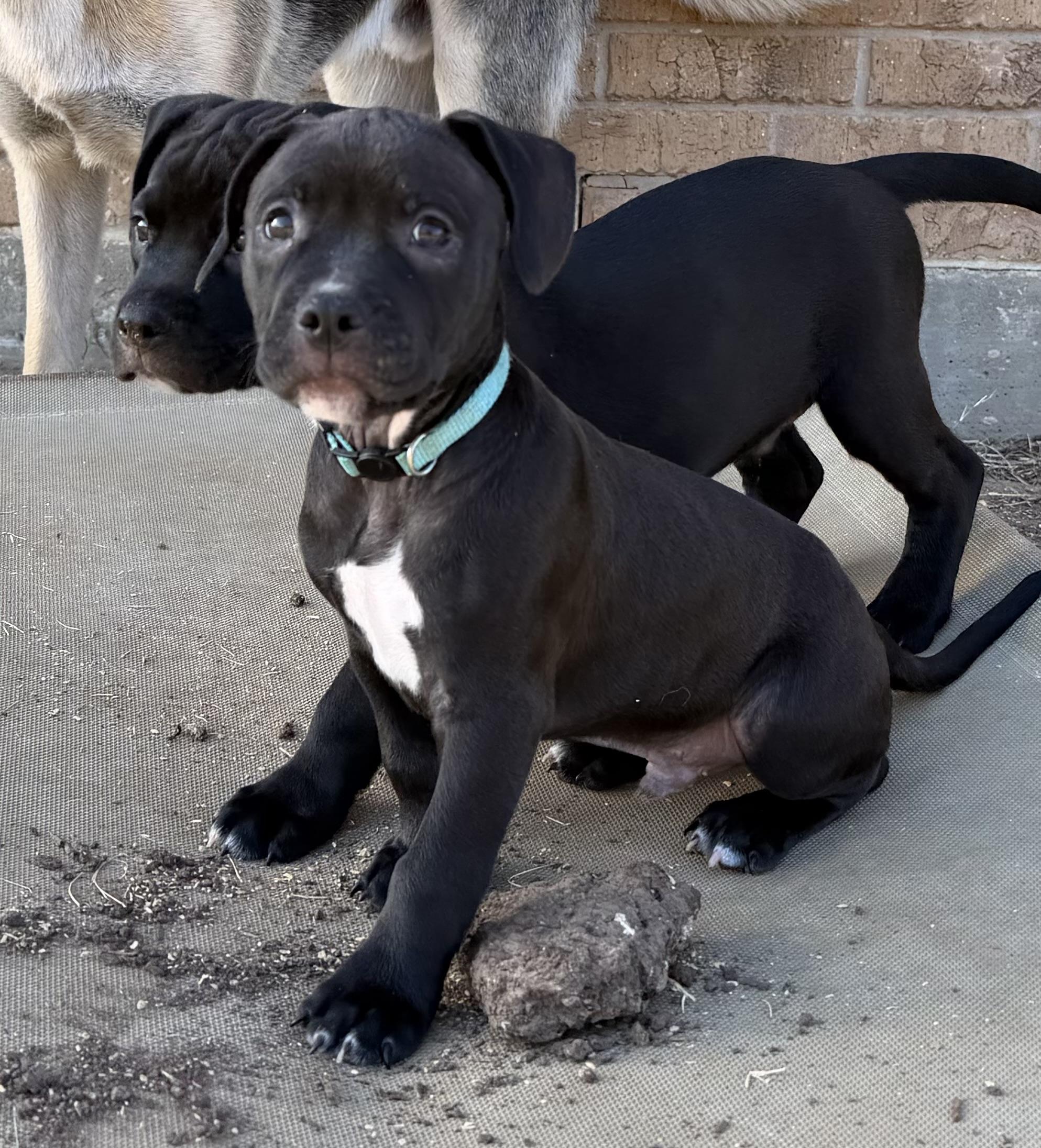 Enlarge Tenor, a Adoptable mixed breed in Plano, TX image 2/3