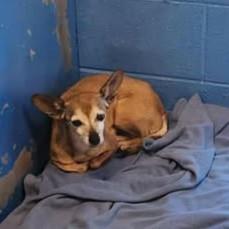 Adopt Phyllis