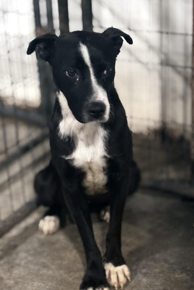 Poppy (Iris), a Adoptable Pit Bull Terrier in Crystal Springs, MS image 1/6