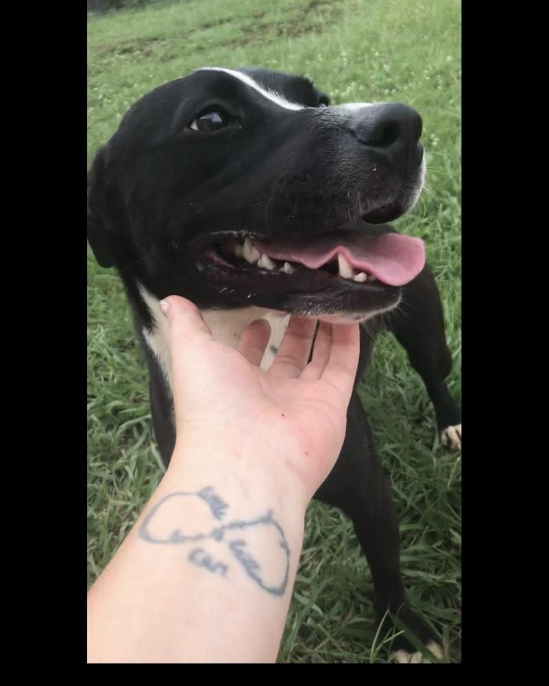 Poppy (Iris), Adoptable, Puppy Female Pit Bull Terrier.