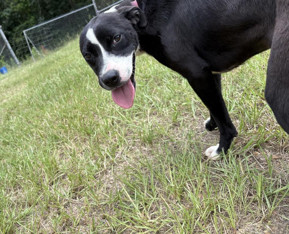 Enlarge Poppy (Iris), a Adoptable Pit Bull Terrier in Crystal Springs, MS image 2/6
