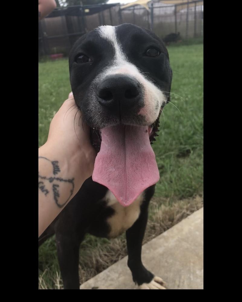 Enlarge Poppy (Iris), a Adoptable Pit Bull Terrier in Crystal Springs, MS image 3/6