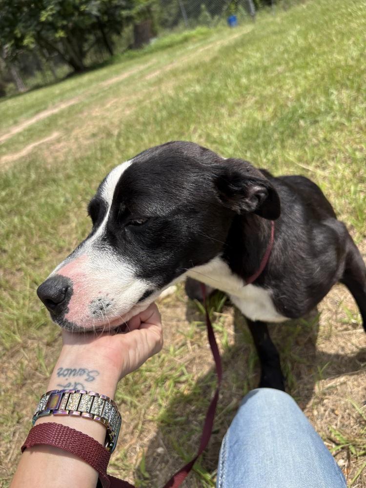 Enlarge Poppy (Iris), a Adoptable Pit Bull Terrier in Crystal Springs, MS image 4/6