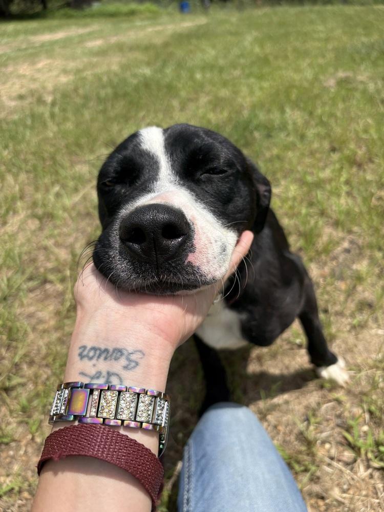 Enlarge Poppy (Iris), a Adoptable Pit Bull Terrier in Crystal Springs, MS image 5/6