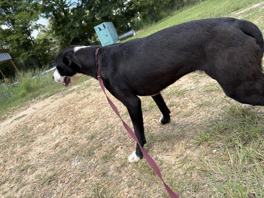 Enlarge Poppy (Iris), a Adoptable Pit Bull Terrier in Crystal Springs, MS image 6/6