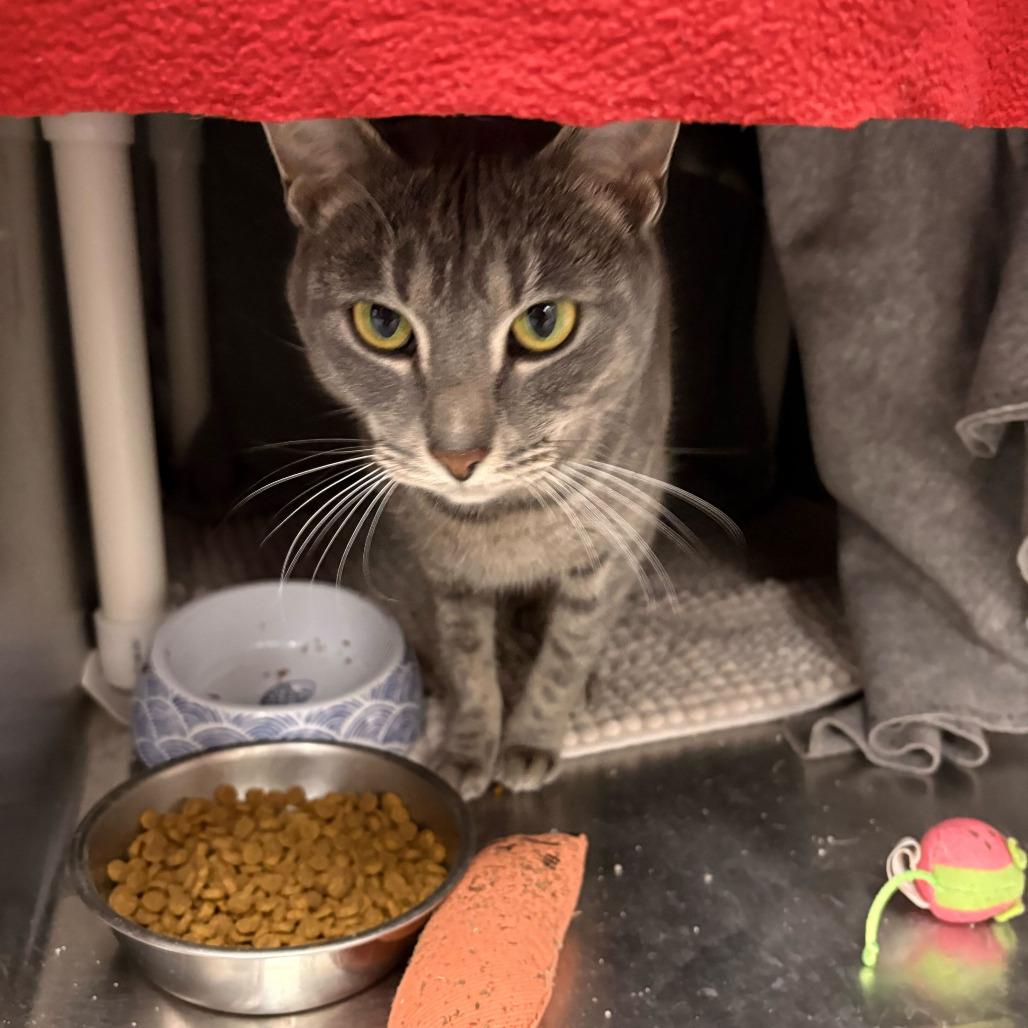 Enlarge Burrito, a Adoptable Domestic Short Hair in Grand Rapids, MI image 1/3