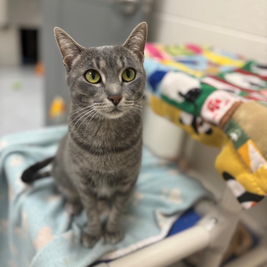 Enlarge Burrito, a Adoptable Domestic Short Hair in Grand Rapids, MI image 3/3