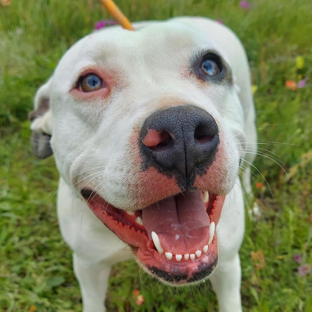 Enlarge Aspen PF*, a Adoptable Pit Bull Terrier in Austin, TX image 2/6
