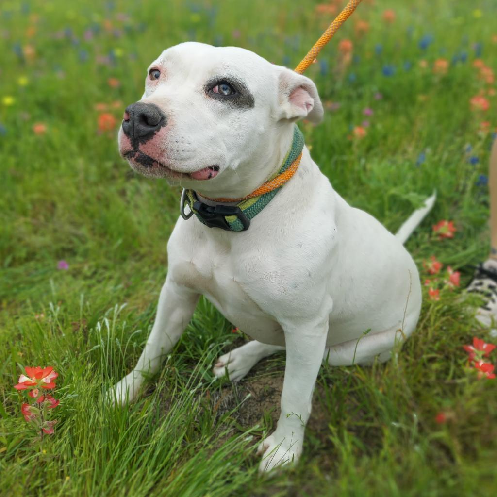 Enlarge Aspen PF*, a Adoptable Pit Bull Terrier in Austin, TX image 3/6