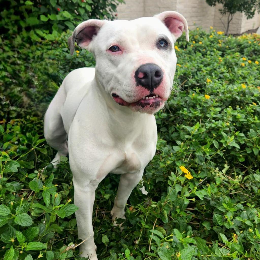 Enlarge Aspen JuM, a Adoptable mixed breed in Austin, TX image 1/5