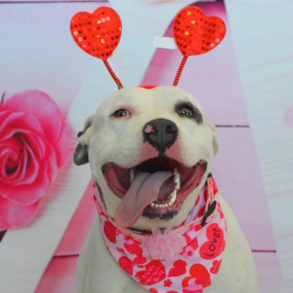 Aspen PF*, Adoptable, Adult Female Pit Bull Terrier.