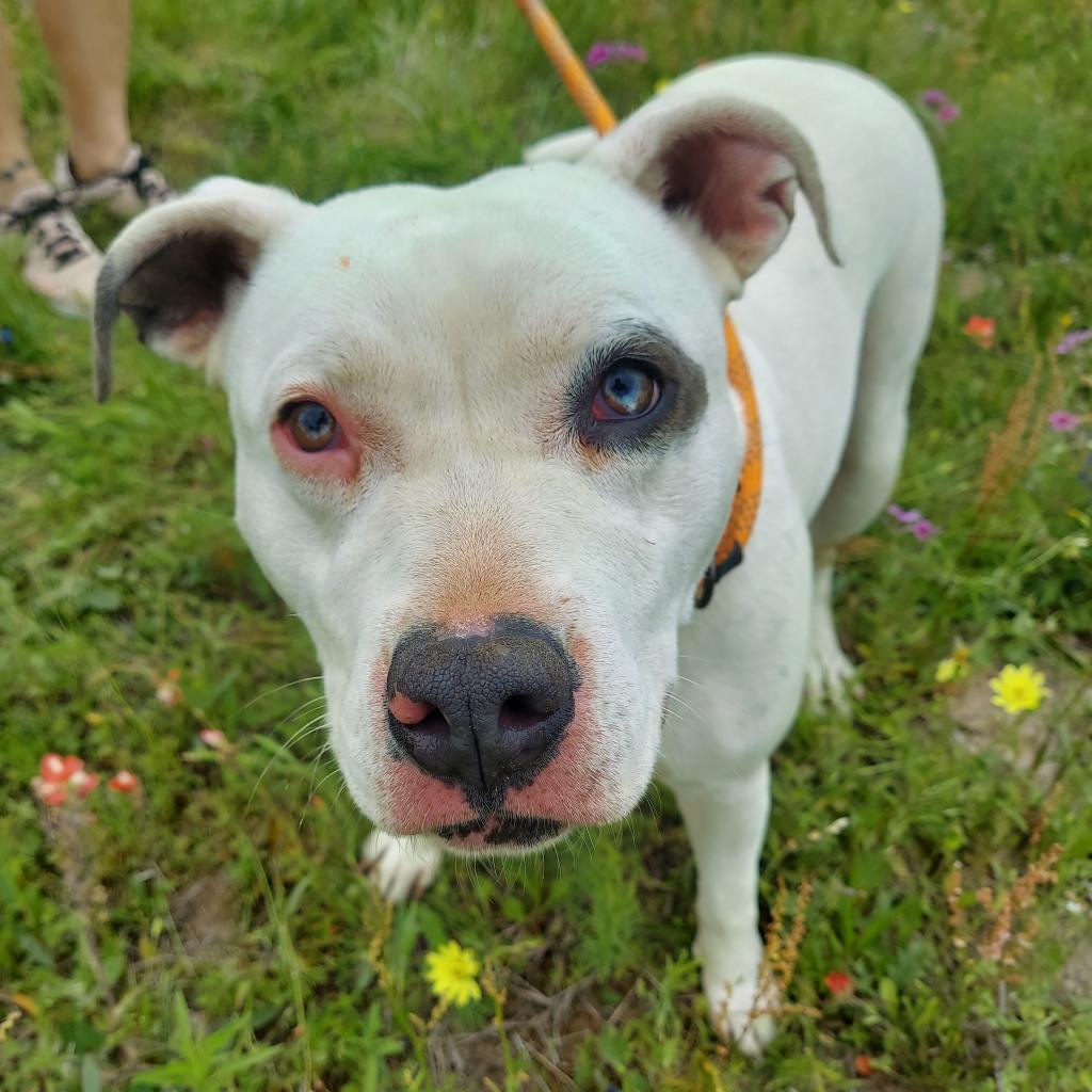Aspen PF*, a Adoptable Pit Bull Terrier in Austin, TX image 4/6