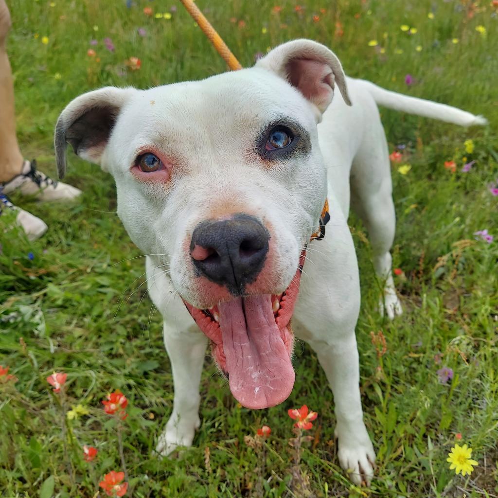 Aspen PF*, a Adoptable Pit Bull Terrier in Austin, TX image 5/6