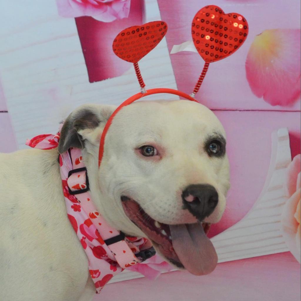 Aspen PF*, a Adoptable Pit Bull Terrier in Austin, TX image 6/6