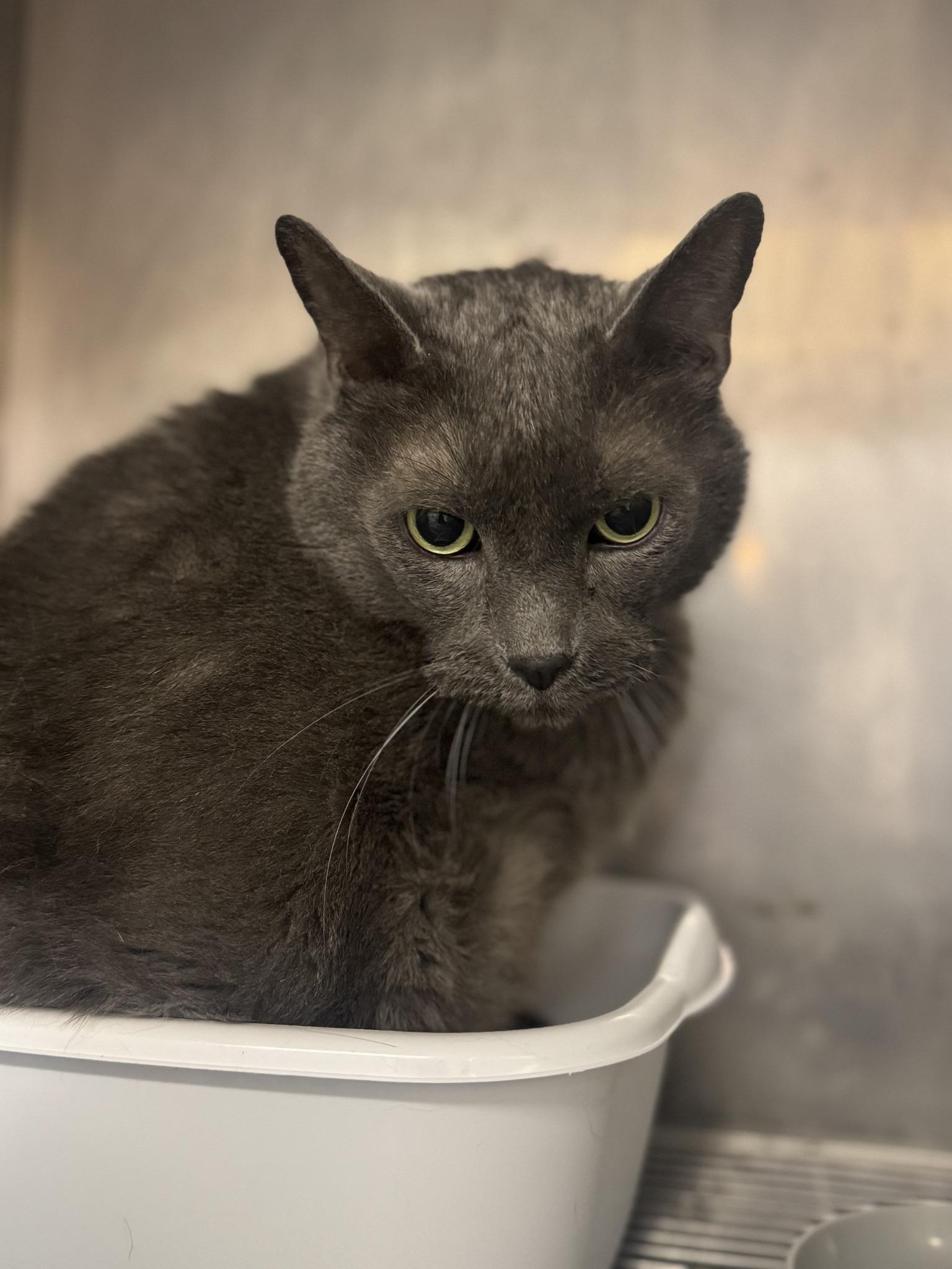 Enlarge Oscar, a Adoptable Domestic Short Hair in Asheville, NC image 3/3