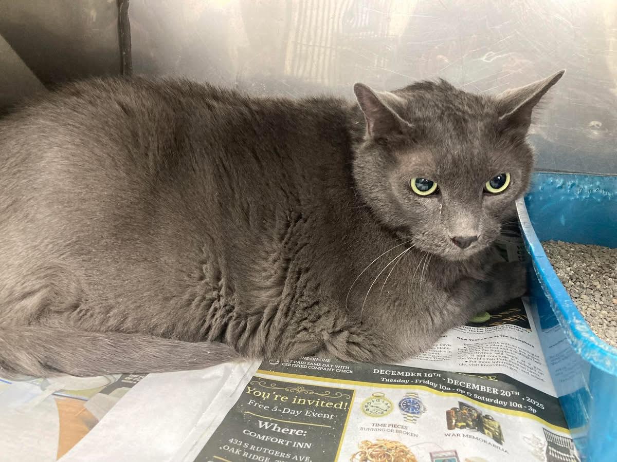 Enlarge Oscar, a Adoptable Domestic Short Hair in Asheville, NC image 1/3