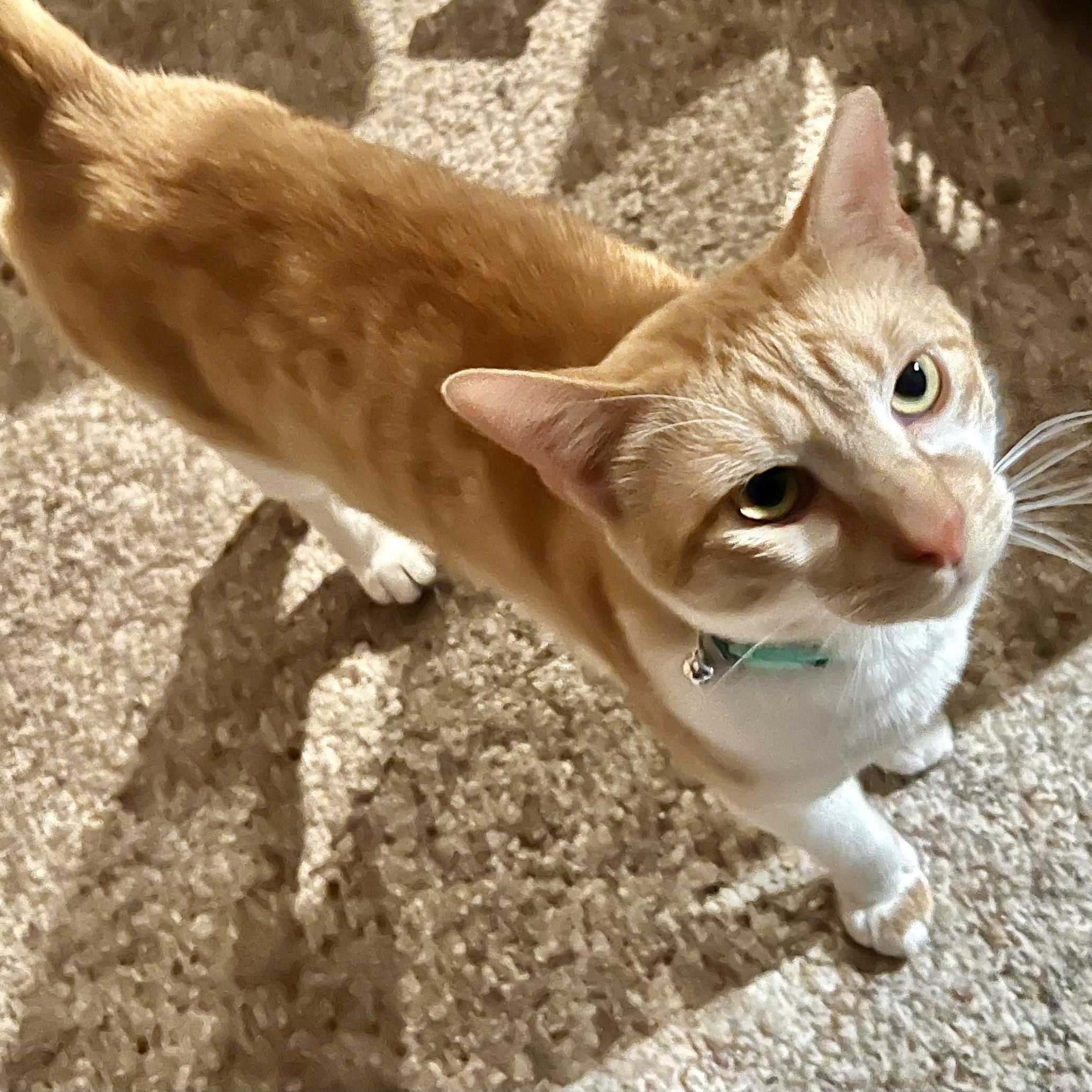 Sherman, Young Male unknown