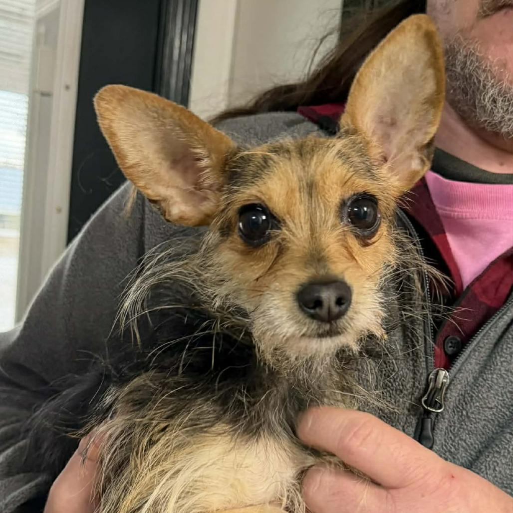 Tiny, a Adoptable mixed breed in Erie, PA image 1/2