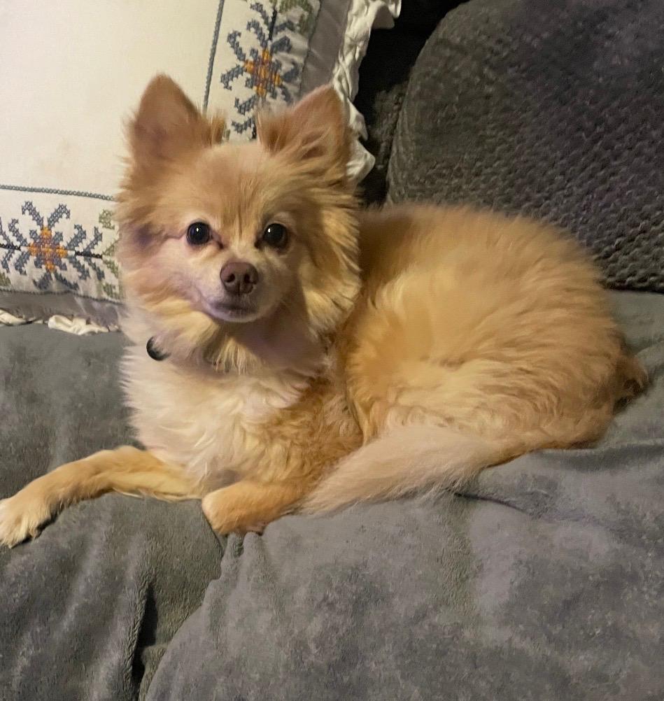 Foxy, a ADOPTABLE Pomeranian in Stafford, VA image 2/3
