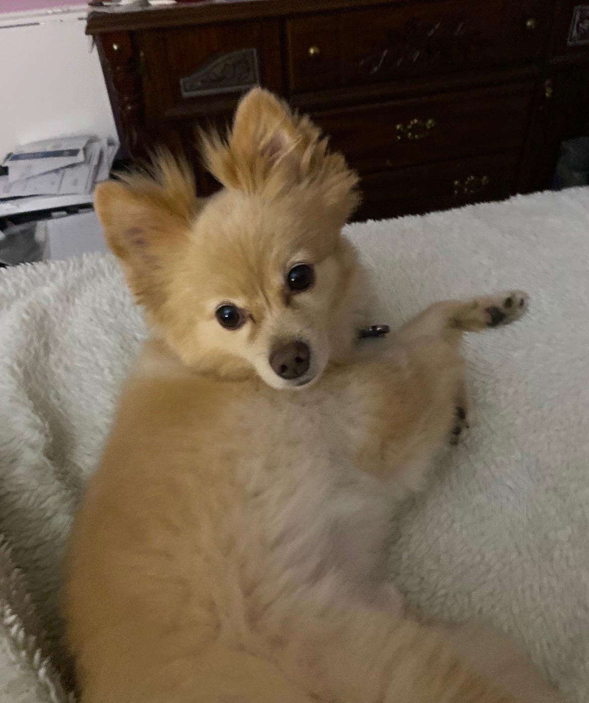 Foxy, ADOPTABLE, Adult Male Pomeranian.