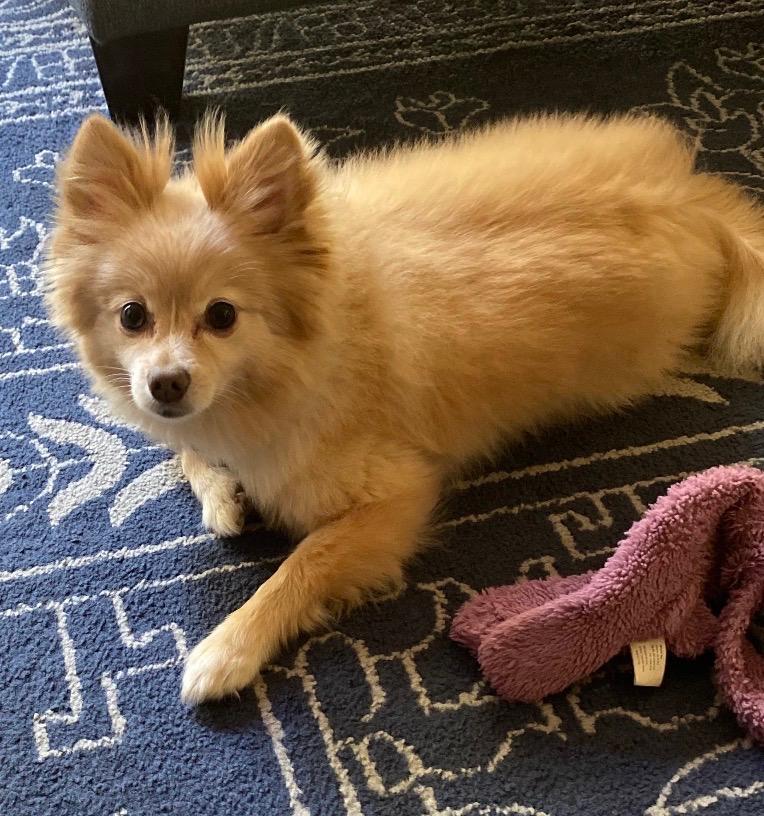 Foxy, a ADOPTABLE Pomeranian in Stafford, VA image 3/3