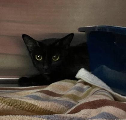 Baby Jazzy, Adoptable, Young Female Domestic Short Hair & Domestic Short Hair.