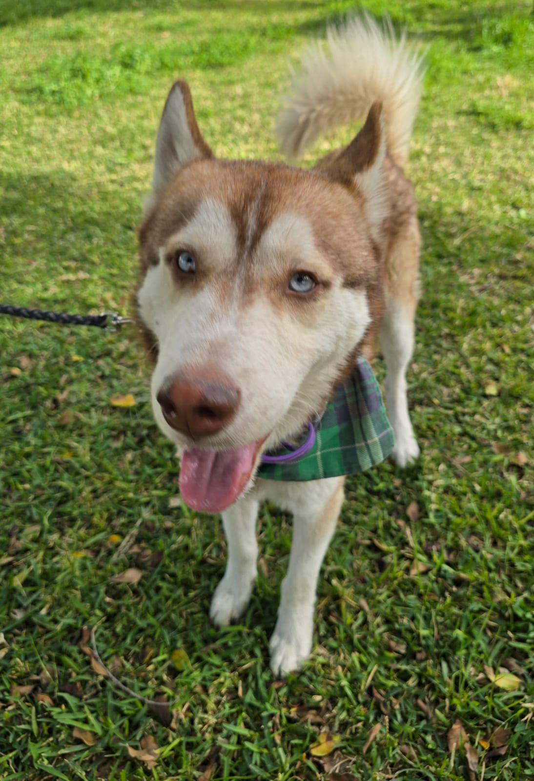 Enlarge Wero, a ADOPTABLE Husky in Tijuana, BCN image 5/5