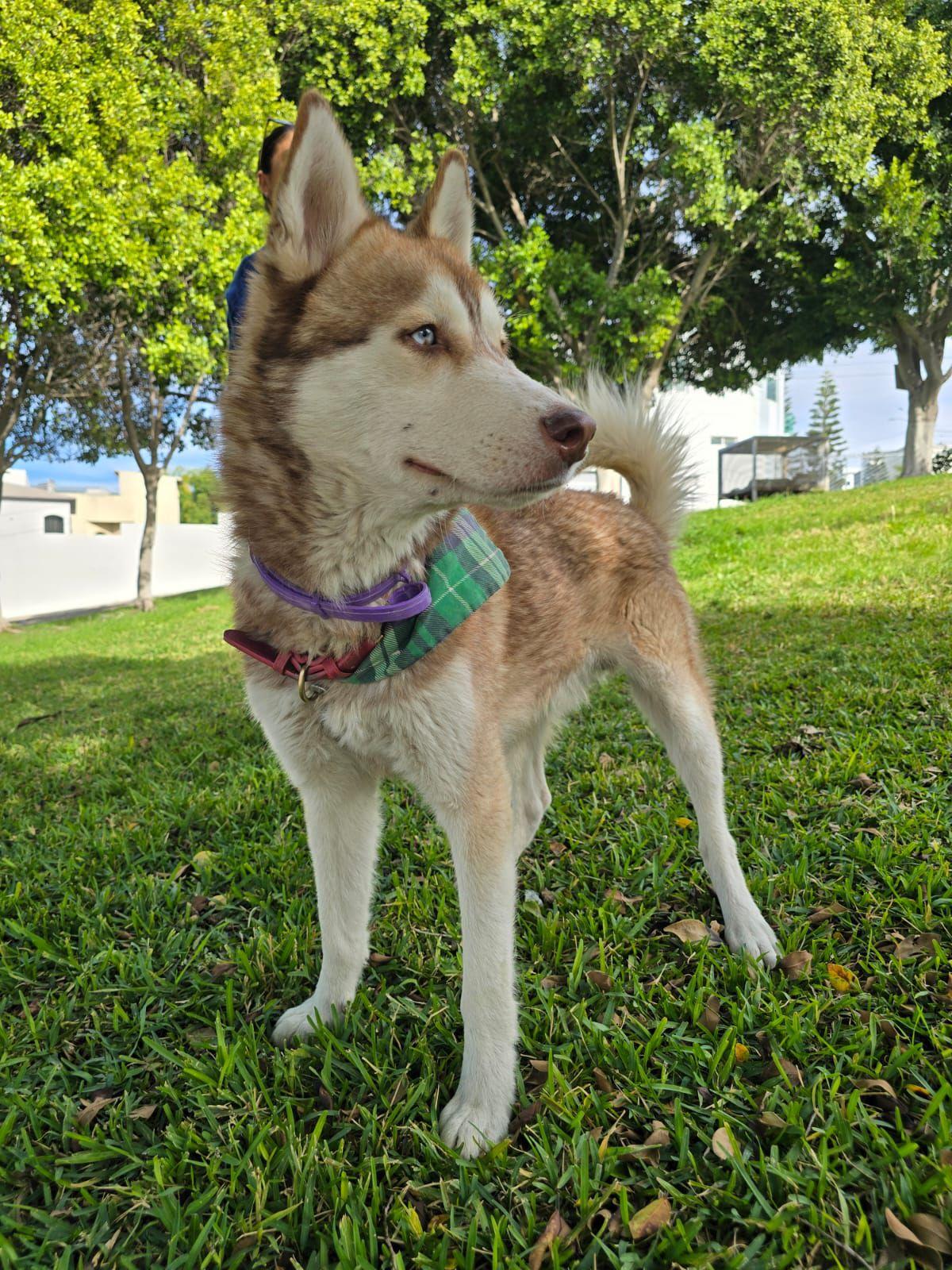 Enlarge Wero, a ADOPTABLE Husky in Tijuana, BCN image 3/5
