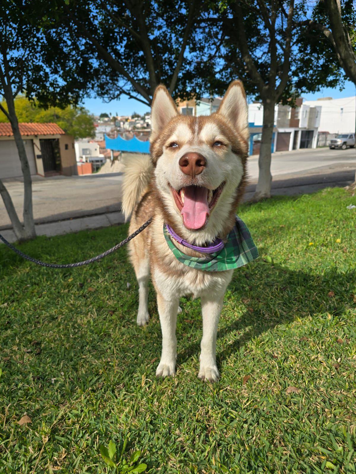 Enlarge Wero, a ADOPTABLE Husky in Tijuana, BCN image 1/5
