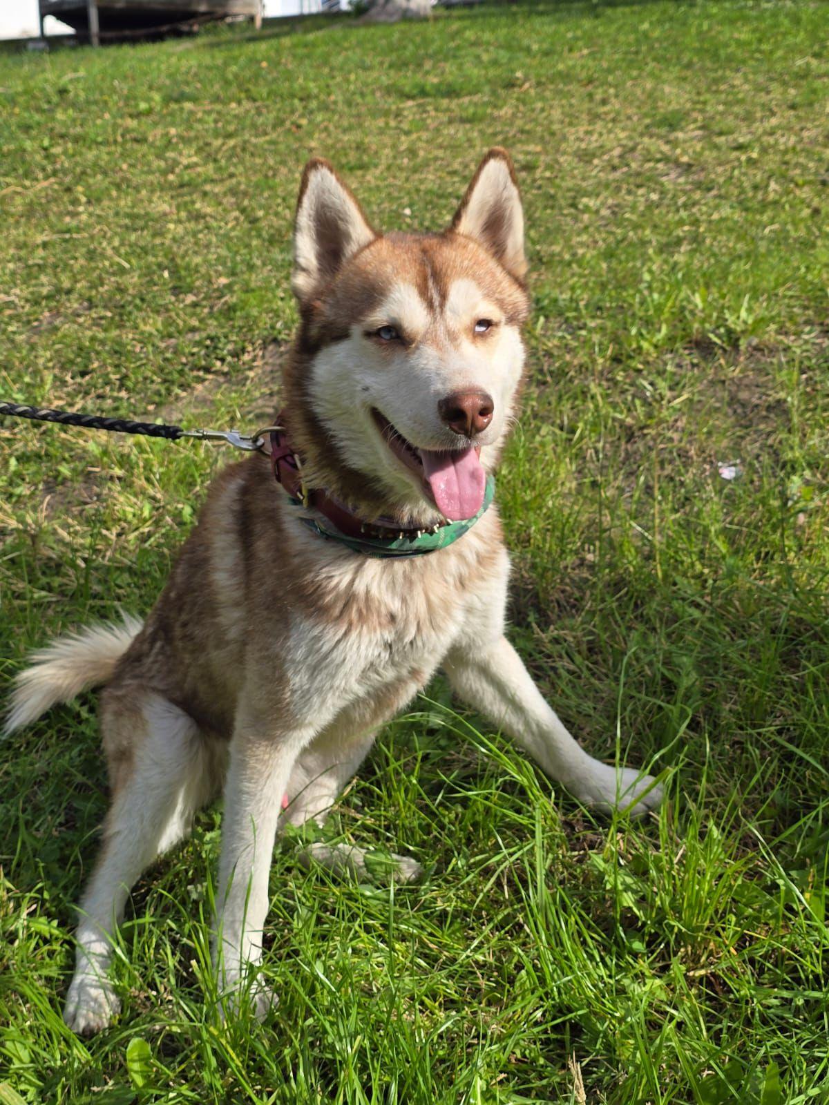 Enlarge Wero, a ADOPTABLE Husky in Tijuana, BCN image 4/5