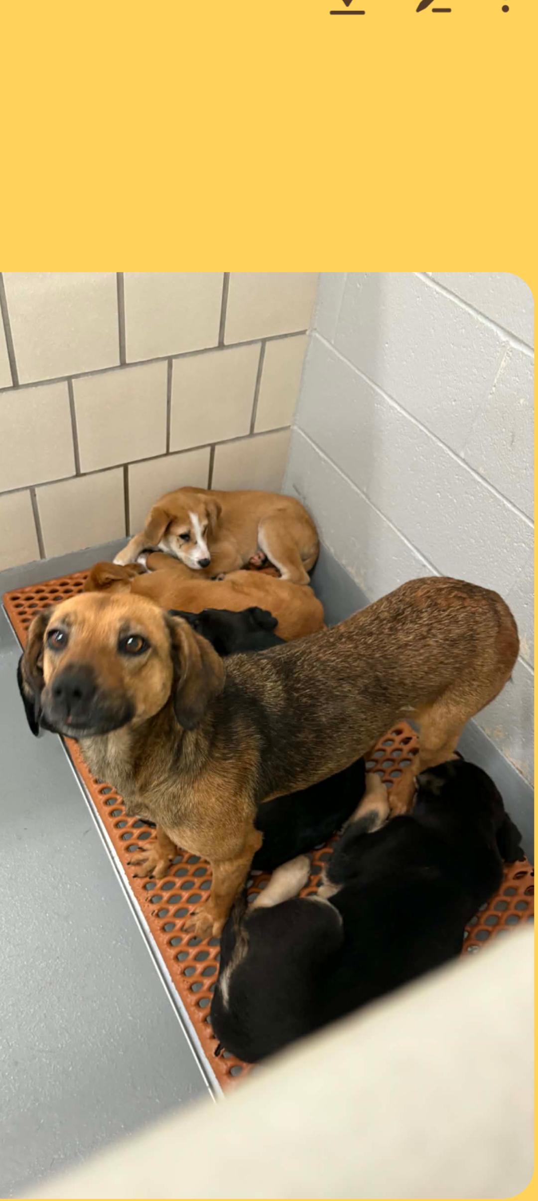 LAUREN , ADOPTABLE, Adult Female Beagle.