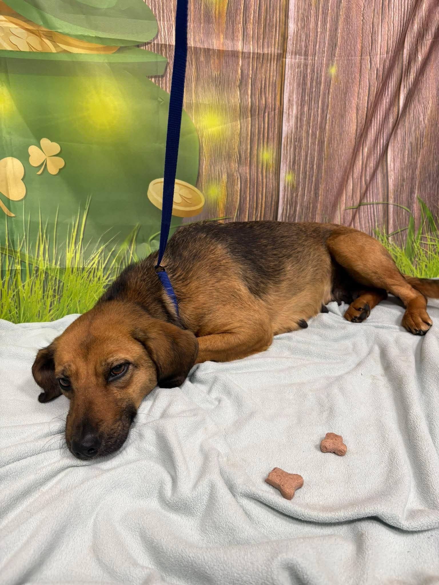 Enlarge LAUREN , a ADOPTABLE mixed breed in Browns Mills, NJ image 2/3