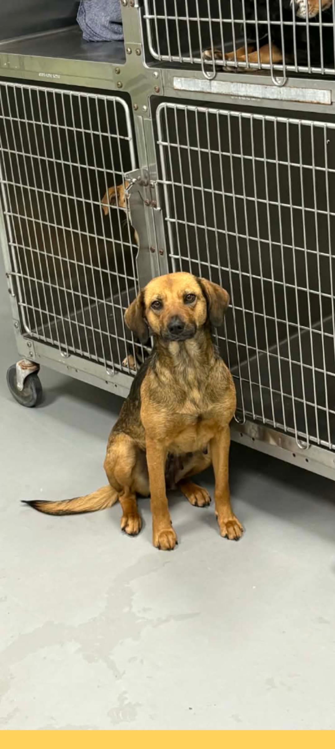 Enlarge LAUREN , a ADOPTABLE mixed breed in Browns Mills, NJ image 3/3