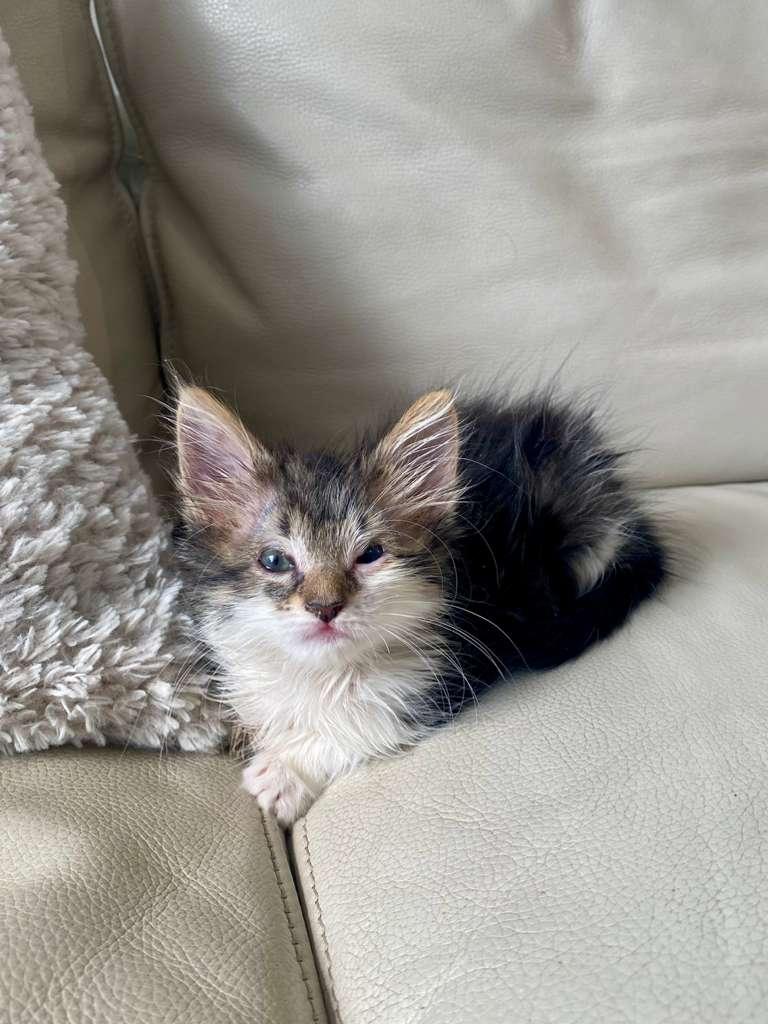 Enlarge Tuna, a ADOPTABLE Domestic Long Hair in Sunrise, FL image 4/4