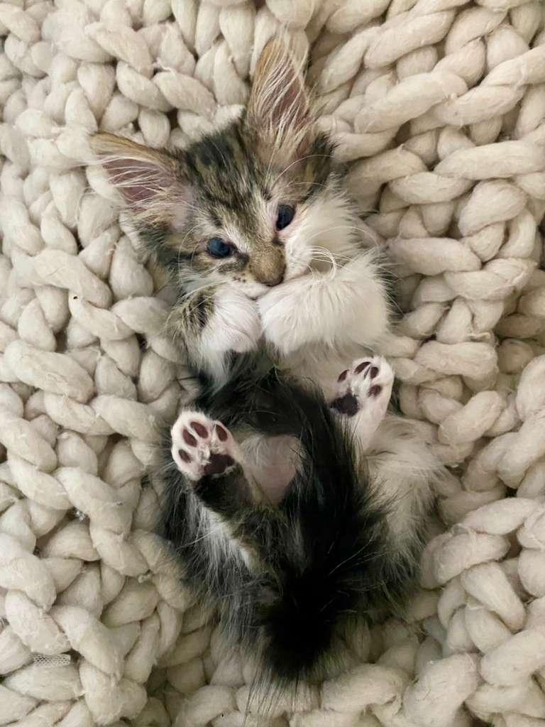 Enlarge Tuna, a ADOPTABLE Domestic Long Hair in Sunrise, FL image 3/4