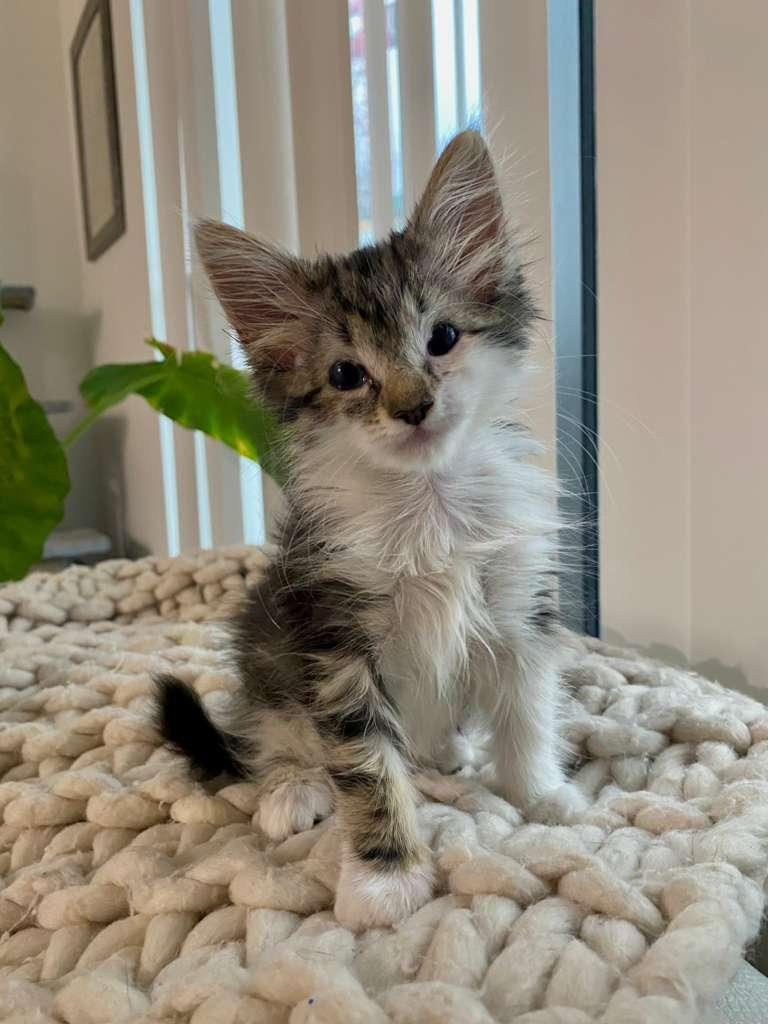 Enlarge Tuna, a ADOPTABLE Domestic Long Hair in Sunrise, FL image 1/4