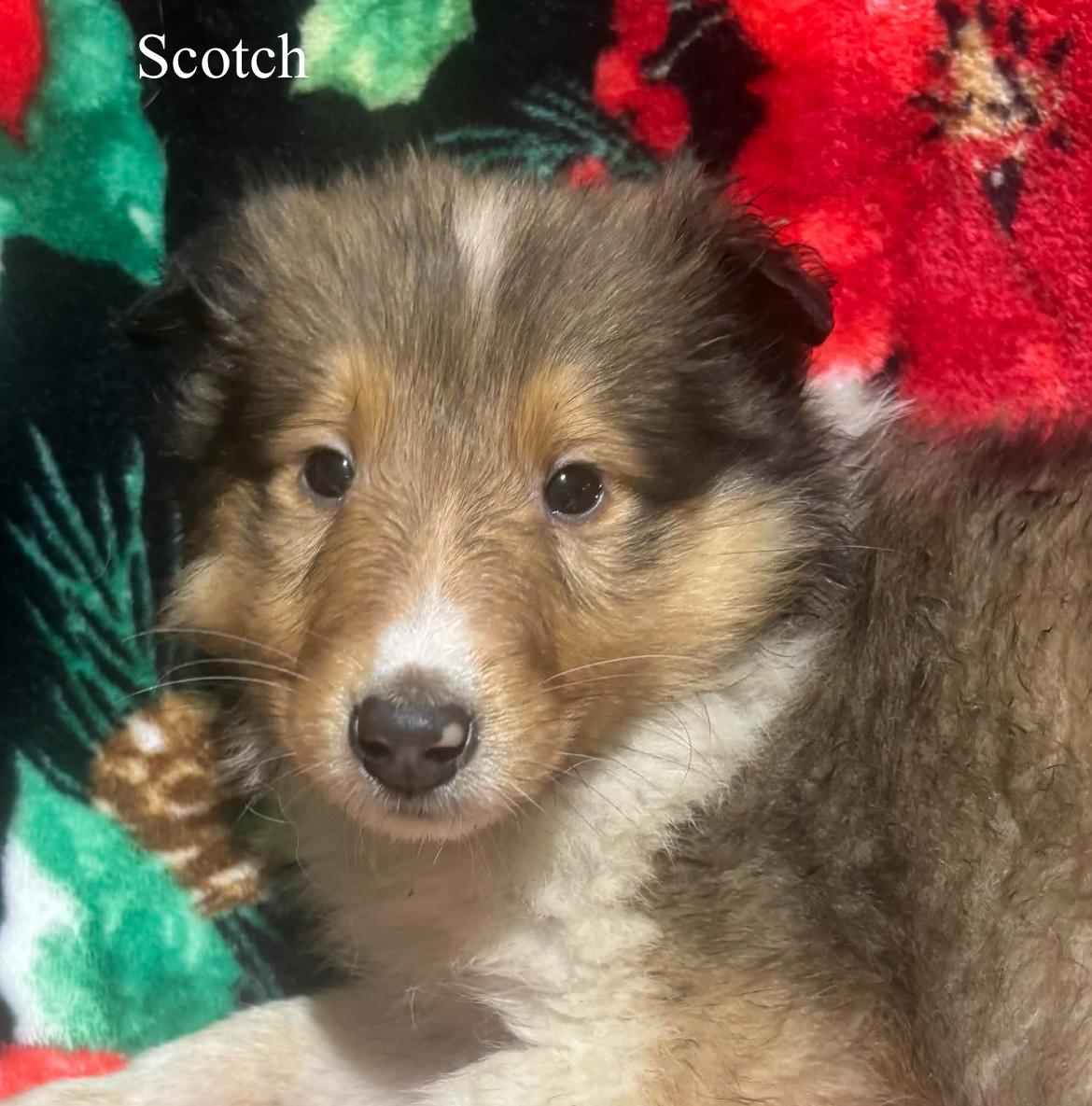 Scotch!!, a ADOPTABLE Rough Collie in Celina, OH image 1/4