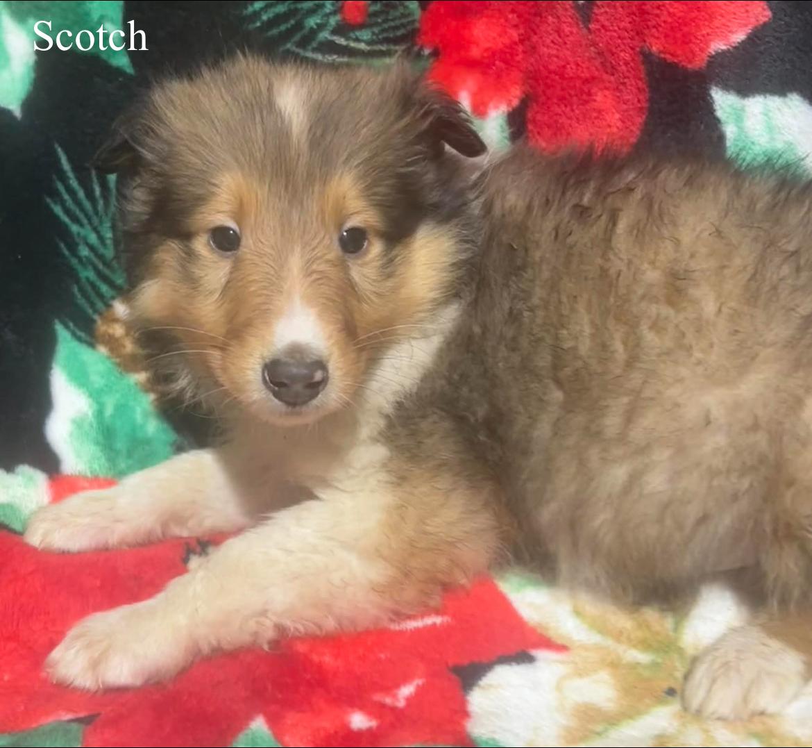 Scotch!!, a ADOPTABLE Rough Collie in Celina, OH image 2/4