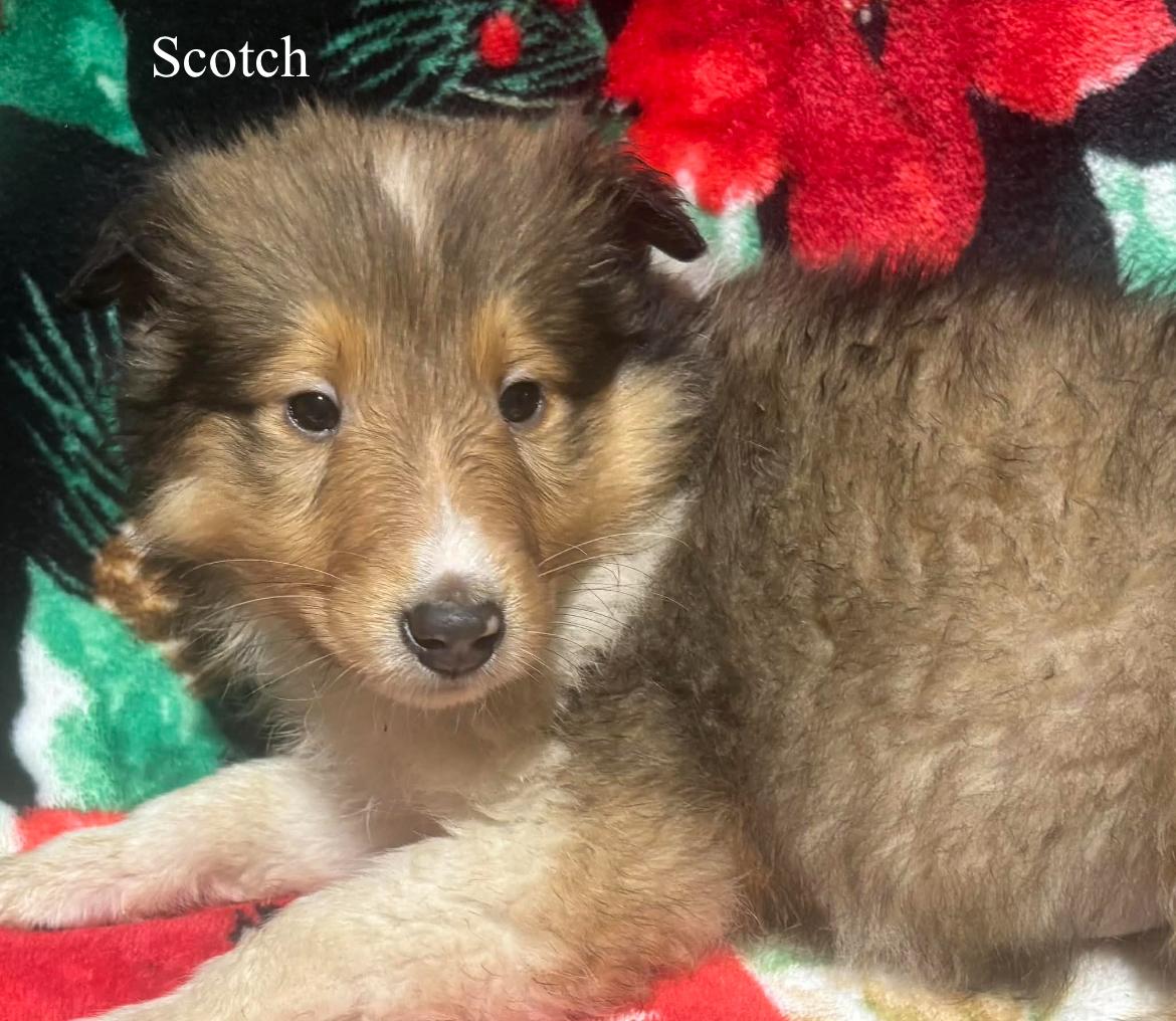 Scotch!!, a ADOPTABLE Rough Collie in Celina, OH image 3/4