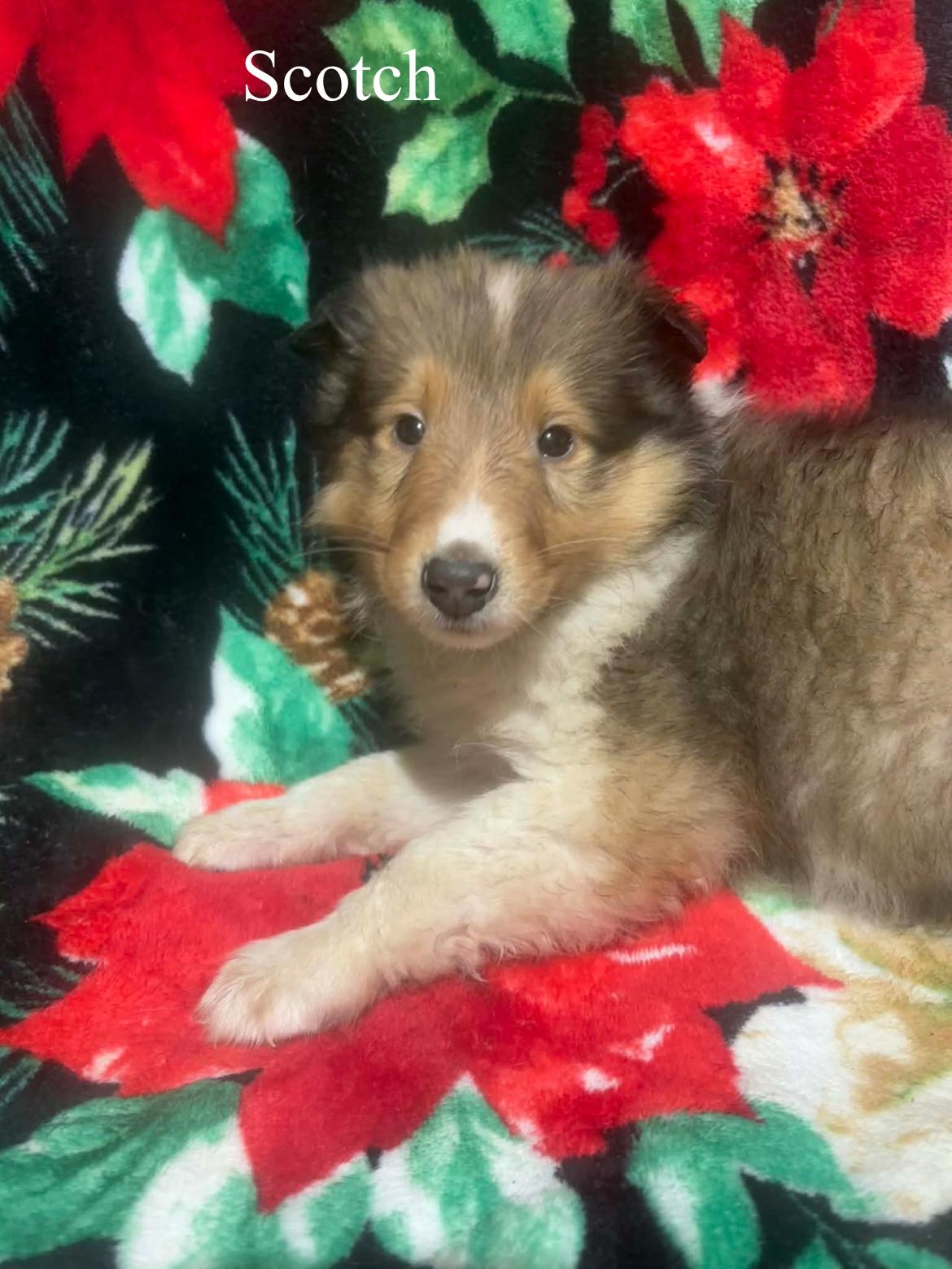 Scotch!!, a ADOPTABLE Rough Collie in Celina, OH image 4/4