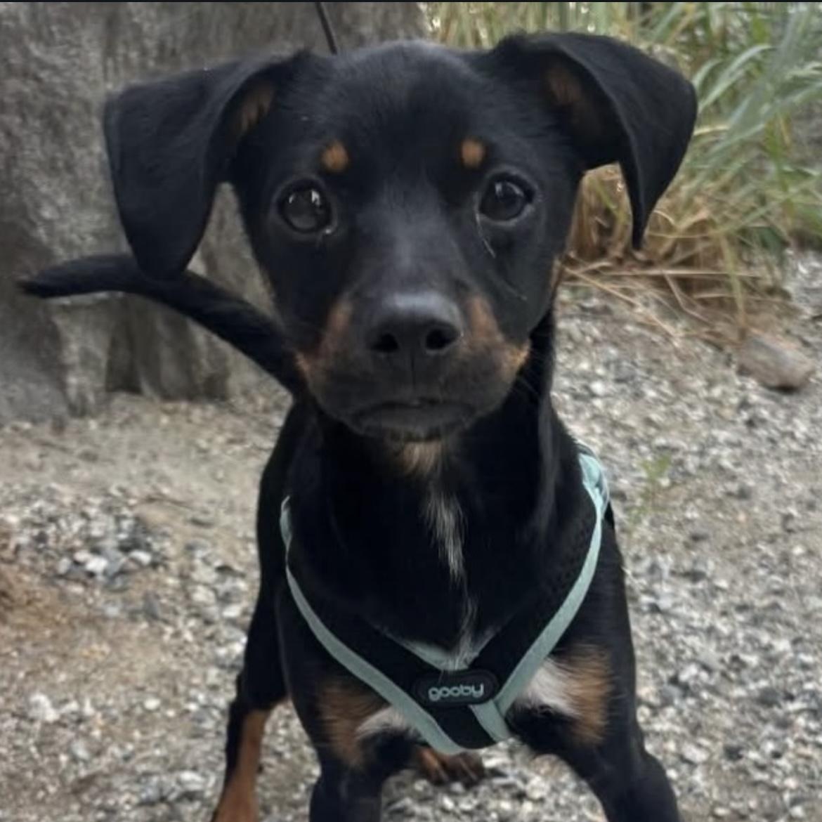 Bodie, a ADOPTABLE mixed breed in Friday Harbor, WA image 3/5
